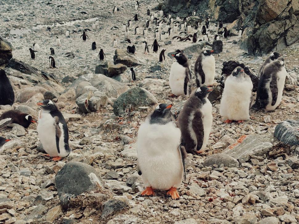 Nu avem stație în Antarctica. Dar avem cercetători care ajung acolo: „Asta e ceva ce ți se întâmplă o singură dată în viață” 1049855