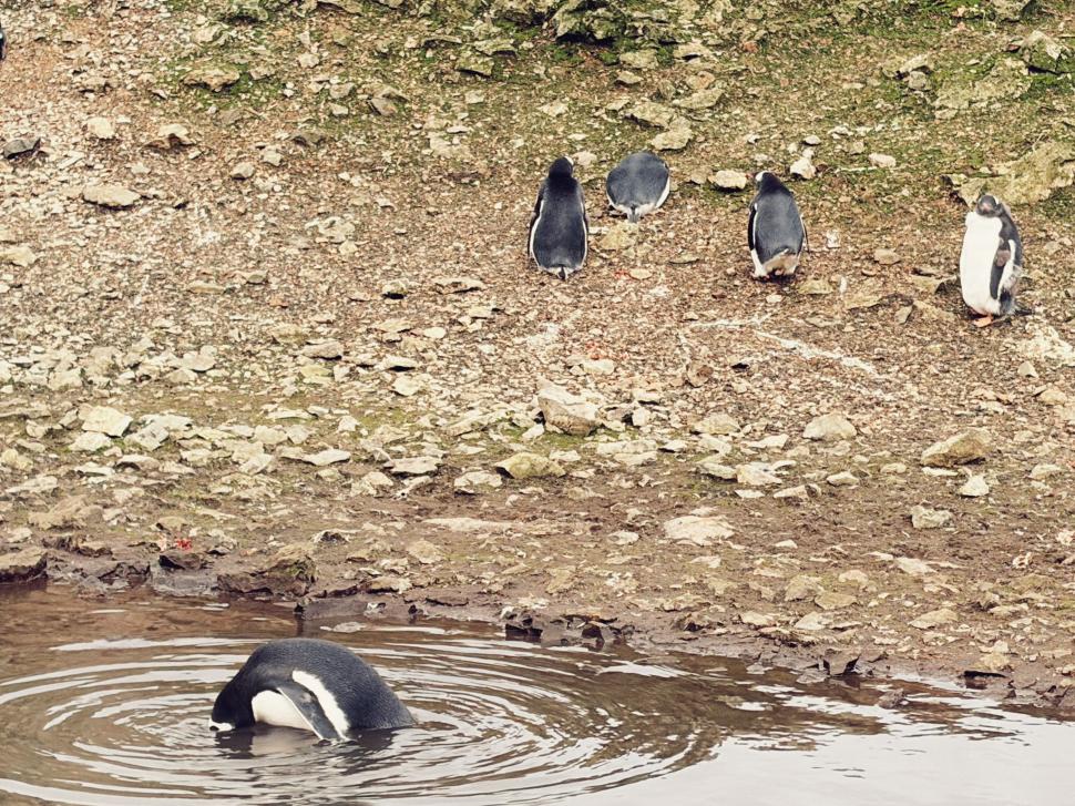 Nu avem stație în Antarctica. Dar avem cercetători care ajung acolo: „Asta e ceva ce ți se întâmplă o singură dată în viață” 1049860