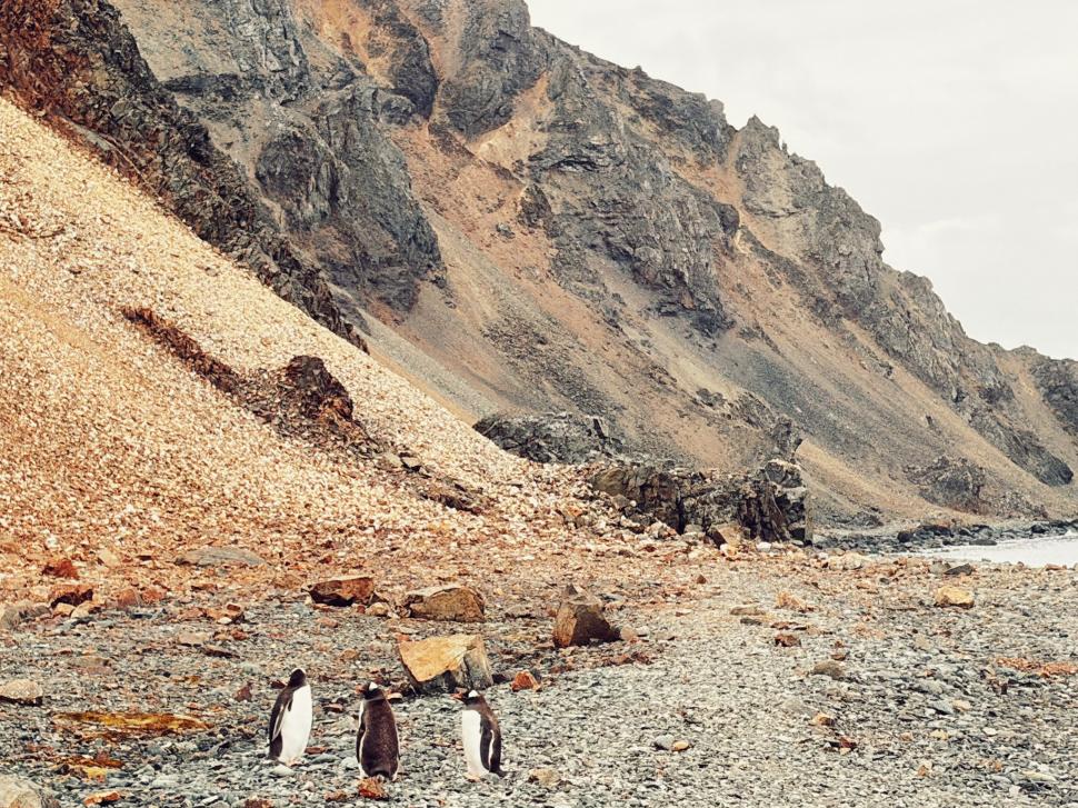 Nu avem stație în Antarctica. Dar avem cercetători care ajung acolo: „Asta e ceva ce ți se întâmplă o singură dată în viață” 1049862