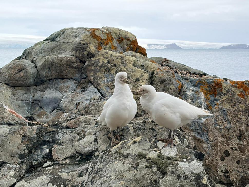 Nu avem stație în Antarctica. Dar avem cercetători care ajung acolo: „Asta e ceva ce ți se întâmplă o singură dată în viață” 1049865