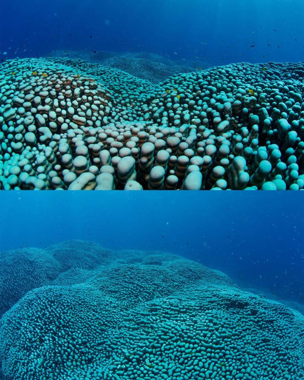 Descoperire impresionantă pe Marea Barieră de Corali: O echipă de cercetători amatori a găsit cea mai mare colonie de corali din lume 1048946