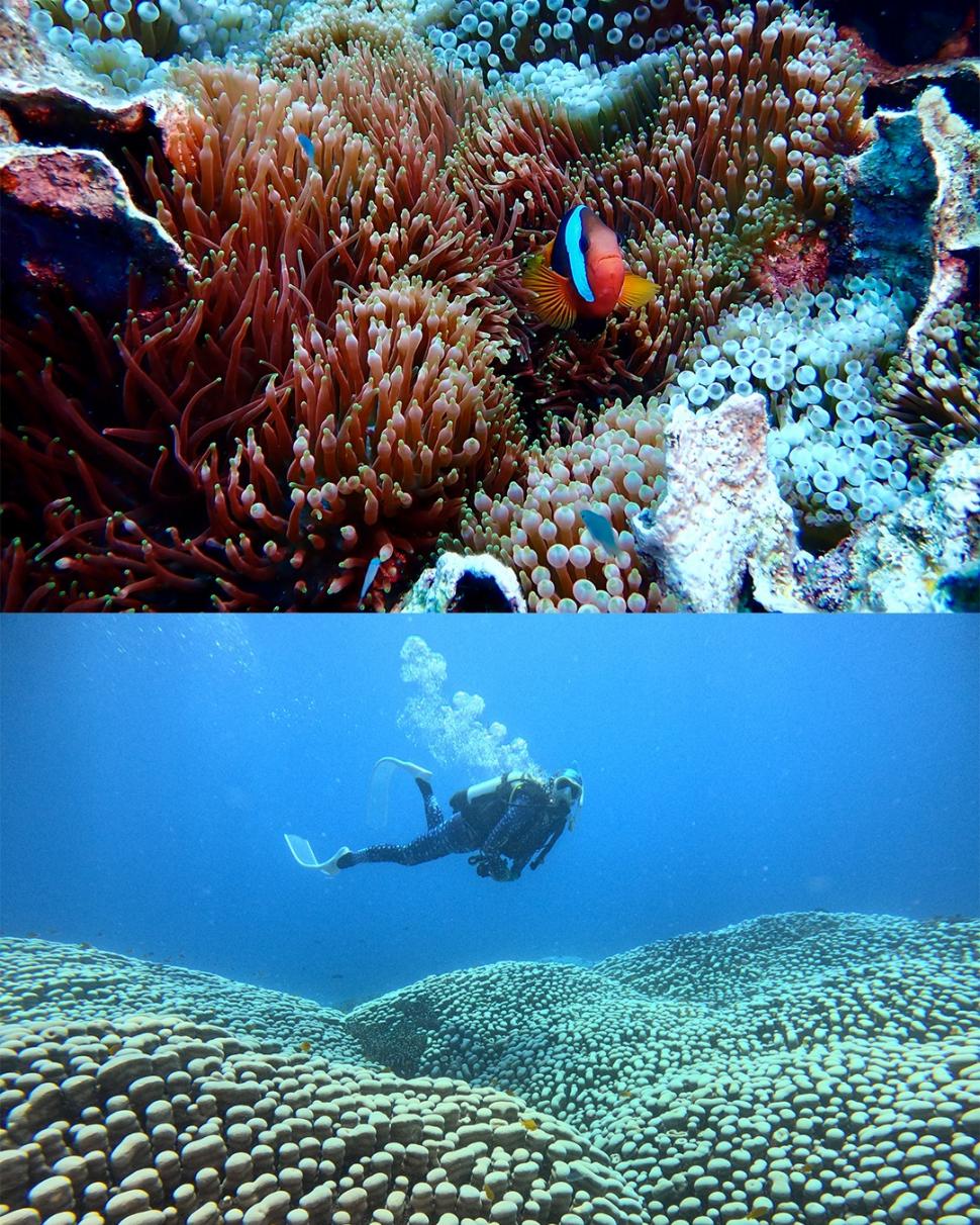 Descoperire impresionantă pe Marea Barieră de Corali: O echipă de cercetători amatori a găsit cea mai mare colonie de corali din lume 1048949