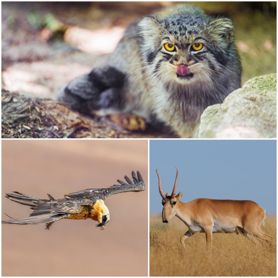 Un cerb "vampir", cea mai morocănoasă pisică şi un vultur bărbos sunt cele mai neobișnuite animale din Mongolia 1049309