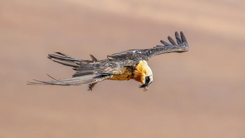 Un cerb "vampir", cea mai morocănoasă pisică şi un vultur bărbos sunt cele mai neobișnuite animale din Mongolia 1049312