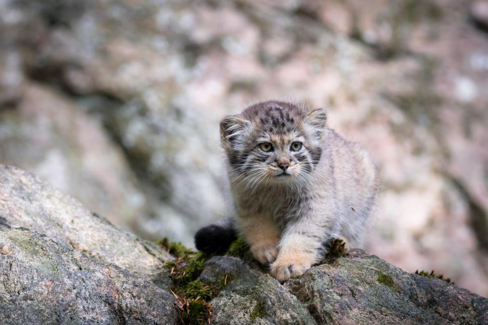 Un cerb "vampir", cea mai morocănoasă pisică şi un vultur bărbos sunt cele mai neobișnuite animale din Mongolia 1049313