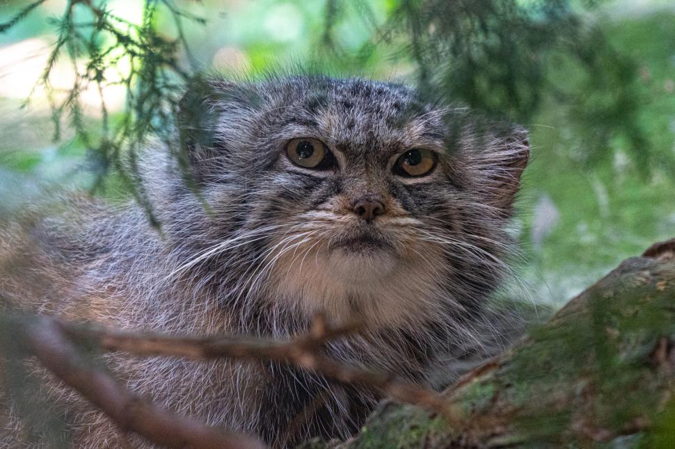Un cerb "vampir", cea mai morocănoasă pisică şi un vultur bărbos sunt cele mai neobișnuite animale din Mongolia 1049314