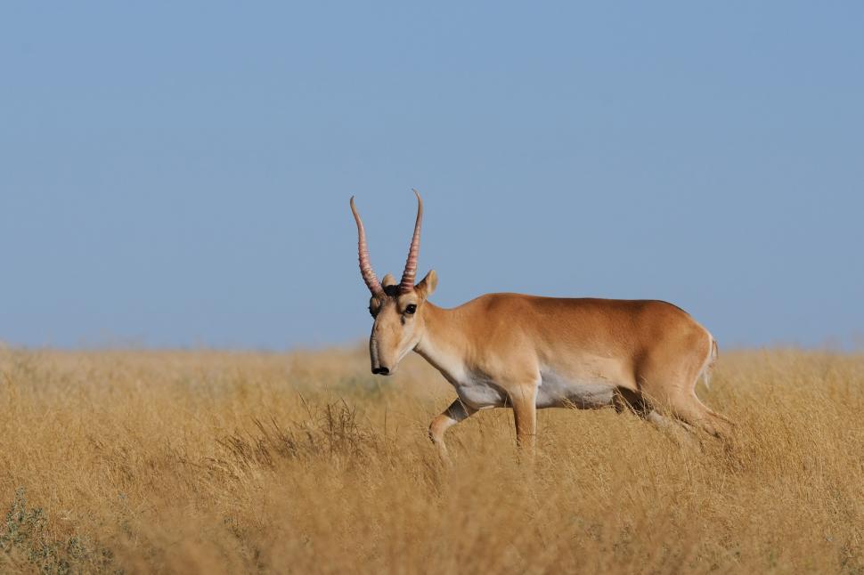 Un cerb "vampir", cea mai morocănoasă pisică şi un vultur bărbos sunt cele mai neobișnuite animale din Mongolia 1049320