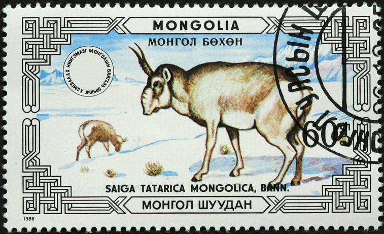 Un cerb "vampir", cea mai morocănoasă pisică şi un vultur bărbos sunt cele mai neobișnuite animale din Mongolia 1049322