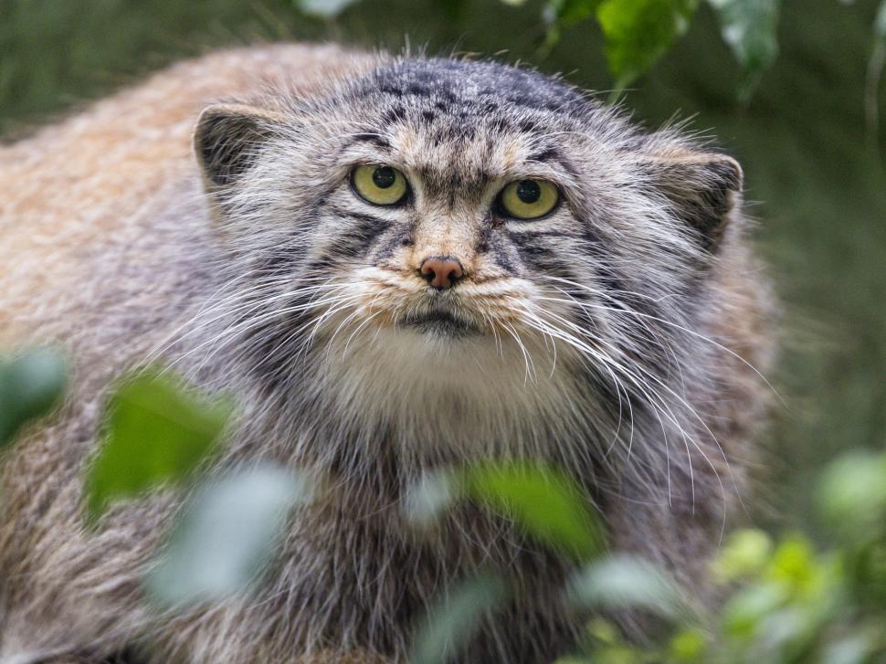 Un cerb "vampir", cea mai morocănoasă pisică şi un vultur bărbos sunt cele mai neobișnuite animale din Mongolia 1049331