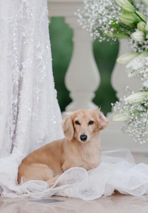 Charles Leclerc s-a căsătorit la Monaco cu Alexandra Saint-Mleux, cu o săptămână înainte de începerea noului sezon de Formula 1 1050462