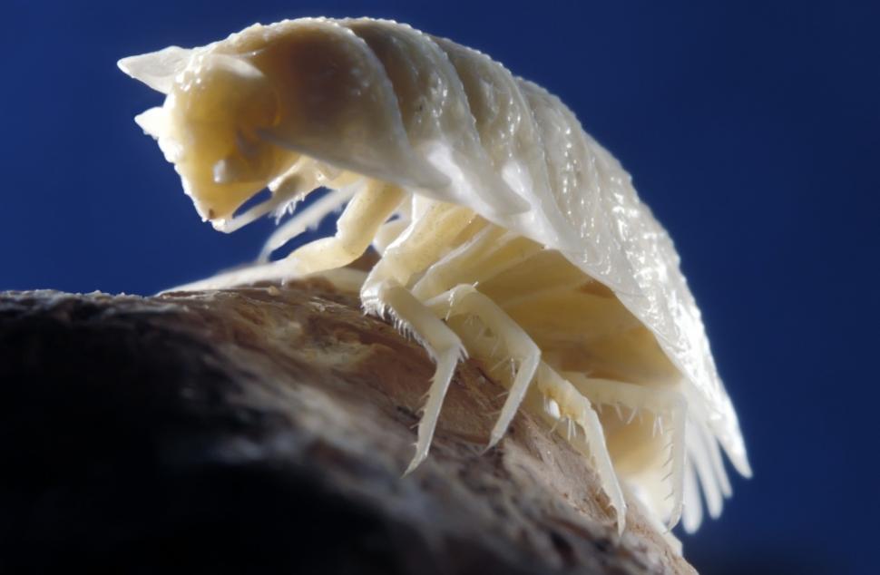 Locul din România unic în lume care ar putea susține viața chiar și într-o „iarnă nucleară”: A stat sigilat peste 5 milioane de ani 1050599