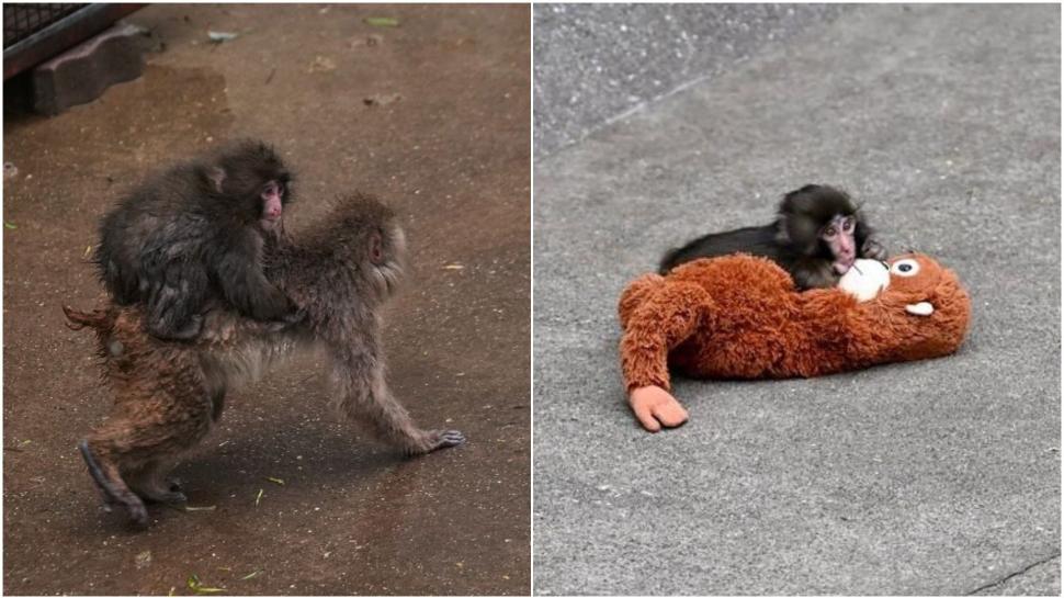 Maimuțica Punch începe să-l uite pe urangutanul de pluș de la Ikea: „Învață regulile societății maimuțelor” 1051162