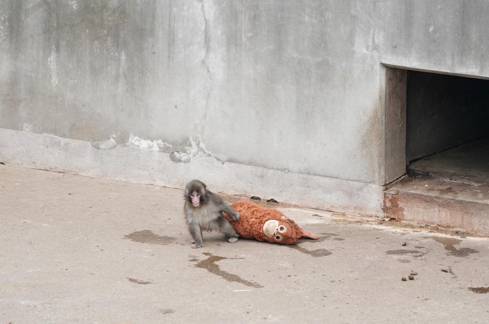 Maimuțica Punch începe să-l uite pe urangutanul de pluș de la Ikea: „Învață regulile societății maimuțelor” 1051174