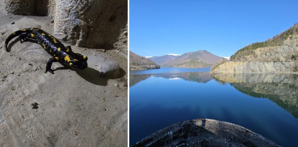 O salamandră care a petrecut iarna în galeriile barajului Râușor a ieșit din hibernare: "Se pregătește să-și  părăsească «refugiul»" 1051675