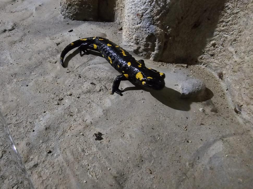 O salamandră care a petrecut iarna în galeriile barajului Râușor a ieșit din hibernare: "Se pregătește să-și  părăsească «refugiul»" 1051677