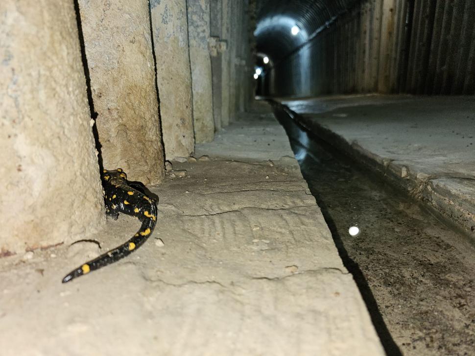 O salamandră care a petrecut iarna în galeriile barajului Râușor a ieșit din hibernare: "Se pregătește să-și  părăsească «refugiul»" 1051678