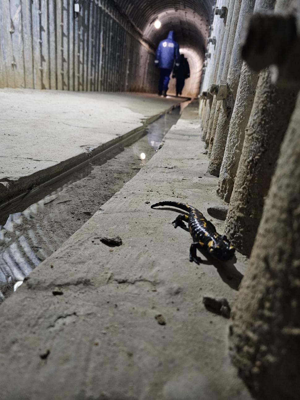 O salamandră care a petrecut iarna în galeriile barajului Râușor a ieșit din hibernare: "Se pregătește să-și  părăsească «refugiul»" 1051679