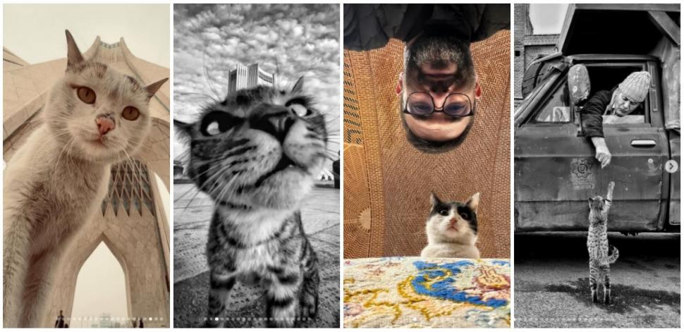 Un fotograf iranian surprinde viața pisicilor fără stăpân din Teheran cu un telefon, iar imaginile emoţionante devin instant virale 1051508