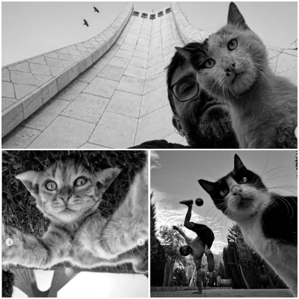 Un fotograf iranian surprinde viața pisicilor fără stăpân din Teheran cu un telefon, iar imaginile emoţionante devin instant virale 1051509