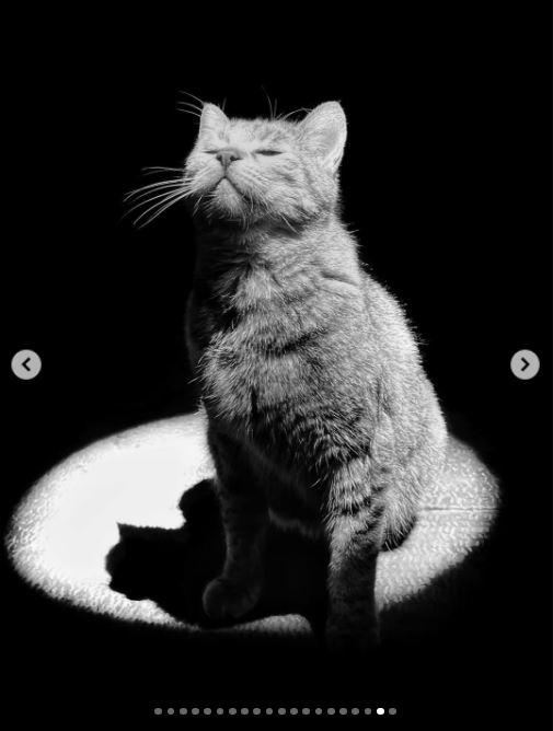 Un fotograf iranian surprinde viața pisicilor fără stăpân din Teheran cu un telefon, iar imaginile emoţionante devin instant virale 1051510