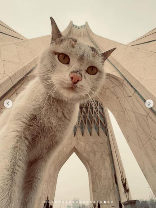 Un fotograf iranian surprinde viața pisicilor fără stăpân din Teheran cu un telefon, iar imaginile emoţionante devin instant virale 1051511