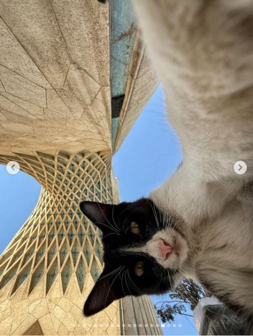 Un fotograf iranian surprinde viața pisicilor fără stăpân din Teheran cu un telefon, iar imaginile emoţionante devin instant virale 1051512