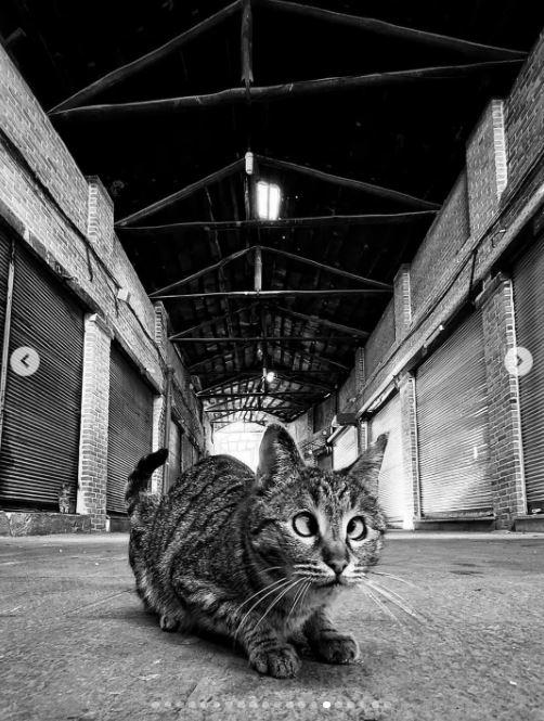 Un fotograf iranian surprinde viața pisicilor fără stăpân din Teheran cu un telefon, iar imaginile emoţionante devin instant virale 1051513