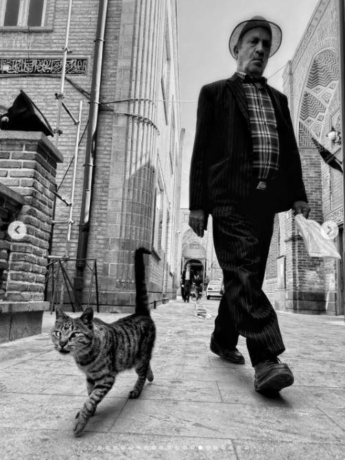 Un fotograf iranian surprinde viața pisicilor fără stăpân din Teheran cu un telefon, iar imaginile emoţionante devin instant virale 1051514