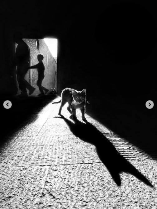Un fotograf iranian surprinde viața pisicilor fără stăpân din Teheran cu un telefon, iar imaginile emoţionante devin instant virale 1051517