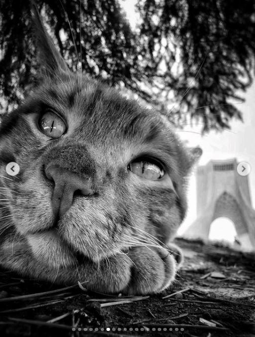 Un fotograf iranian surprinde viața pisicilor fără stăpân din Teheran cu un telefon, iar imaginile emoţionante devin instant virale 1051518