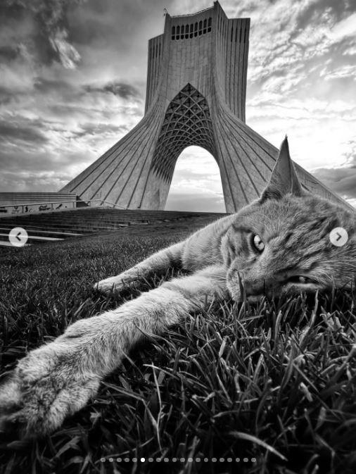 Un fotograf iranian surprinde viața pisicilor fără stăpân din Teheran cu un telefon, iar imaginile emoţionante devin instant virale 1051519