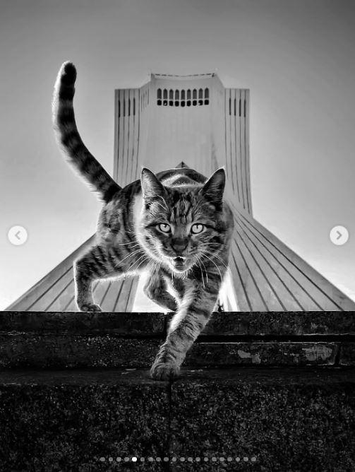 Un fotograf iranian surprinde viața pisicilor fără stăpân din Teheran cu un telefon, iar imaginile emoţionante devin instant virale 1051520