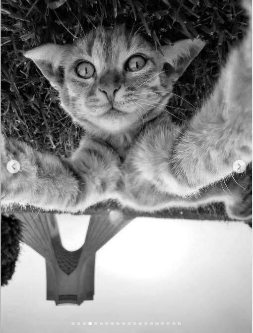 Un fotograf iranian surprinde viața pisicilor fără stăpân din Teheran cu un telefon, iar imaginile emoţionante devin instant virale 1051521