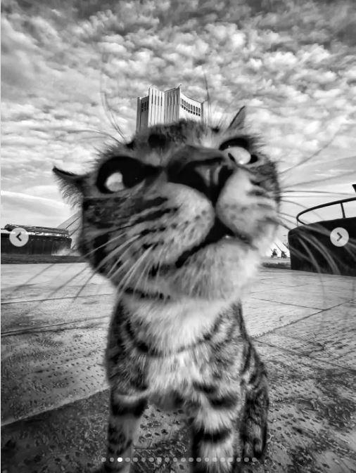 Un fotograf iranian surprinde viața pisicilor fără stăpân din Teheran cu un telefon, iar imaginile emoţionante devin instant virale 1051522