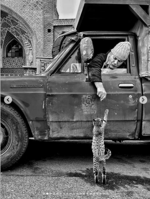 Un fotograf iranian surprinde viața pisicilor fără stăpân din Teheran cu un telefon, iar imaginile emoţionante devin instant virale 1051523