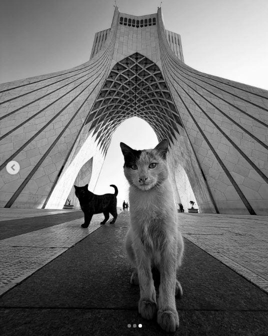 Un fotograf iranian surprinde viața pisicilor fără stăpân din Teheran cu un telefon, iar imaginile emoţionante devin instant virale 1051524