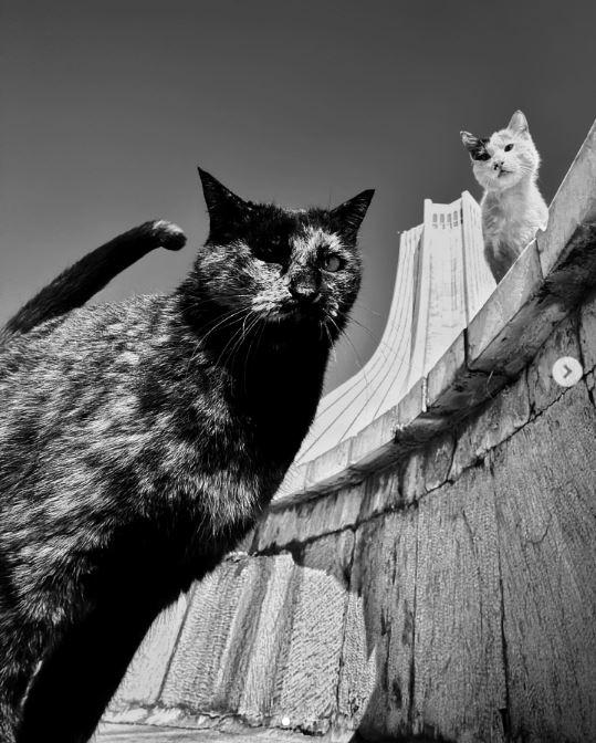 Un fotograf iranian surprinde viața pisicilor fără stăpân din Teheran cu un telefon, iar imaginile emoţionante devin instant virale 1051526