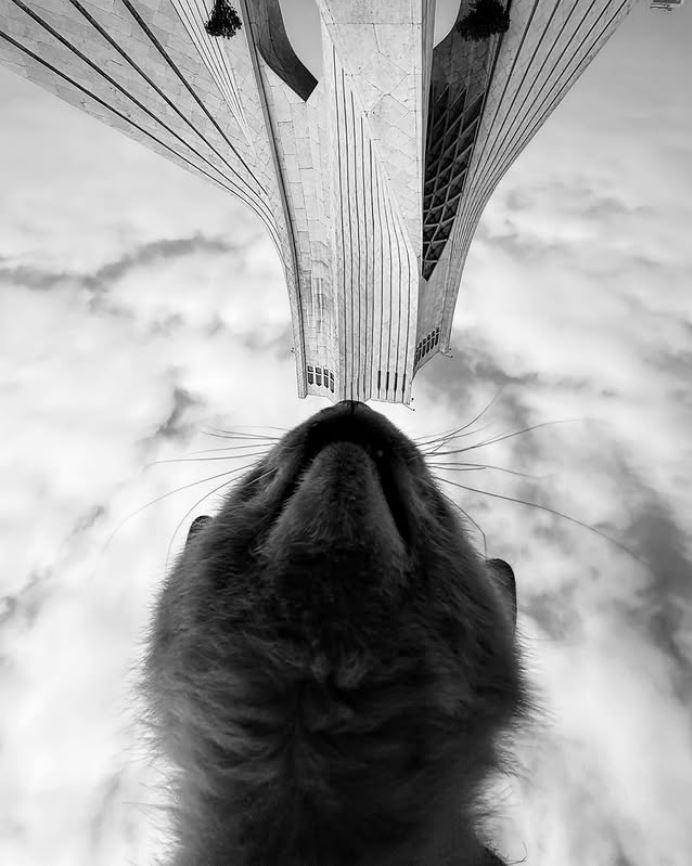 Un fotograf iranian surprinde viața pisicilor fără stăpân din Teheran cu un telefon, iar imaginile emoţionante devin instant virale 1051528