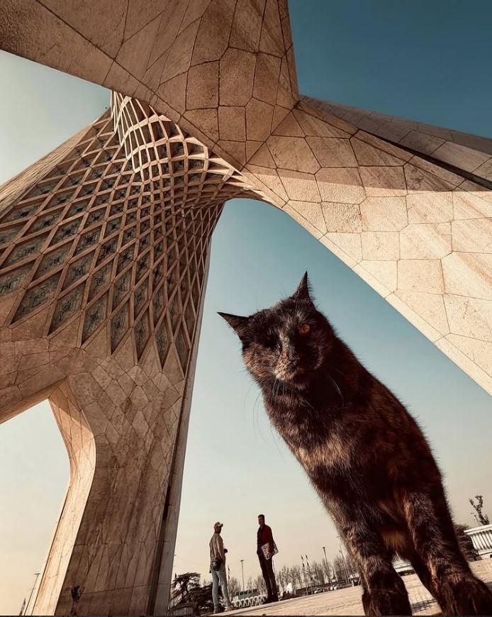 Un fotograf iranian surprinde viața pisicilor fără stăpân din Teheran cu un telefon, iar imaginile emoţionante devin instant virale 1051529
