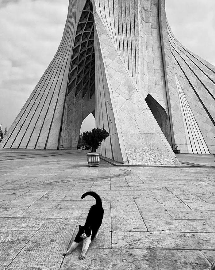 Un fotograf iranian surprinde viața pisicilor fără stăpân din Teheran cu un telefon, iar imaginile emoţionante devin instant virale 1051530