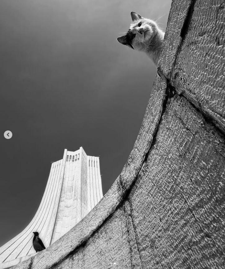 Un fotograf iranian surprinde viața pisicilor fără stăpân din Teheran cu un telefon, iar imaginile emoţionante devin instant virale 1051531
