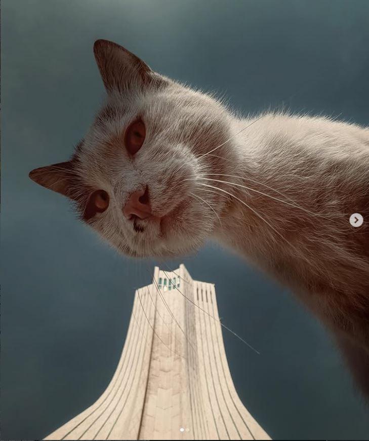 Un fotograf iranian surprinde viața pisicilor fără stăpân din Teheran cu un telefon, iar imaginile emoţionante devin instant virale 1051532