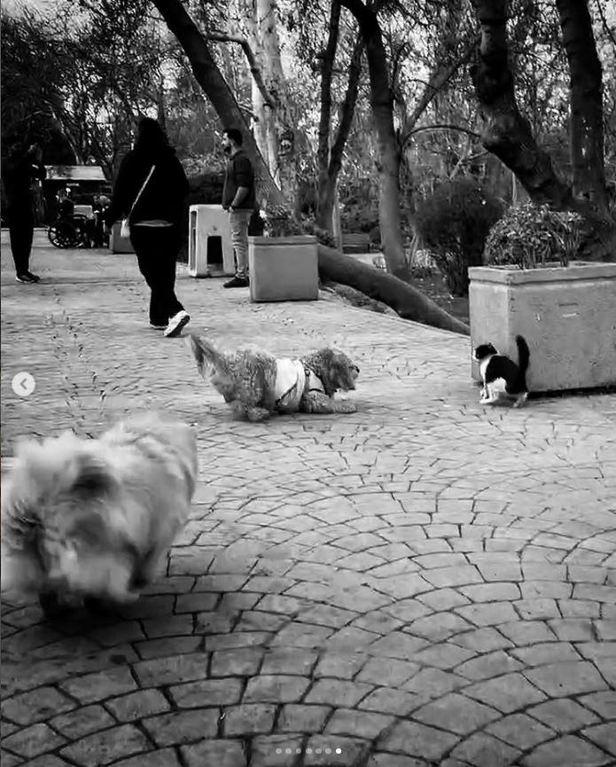 Un fotograf iranian surprinde viața pisicilor fără stăpân din Teheran cu un telefon, iar imaginile emoţionante devin instant virale 1051533