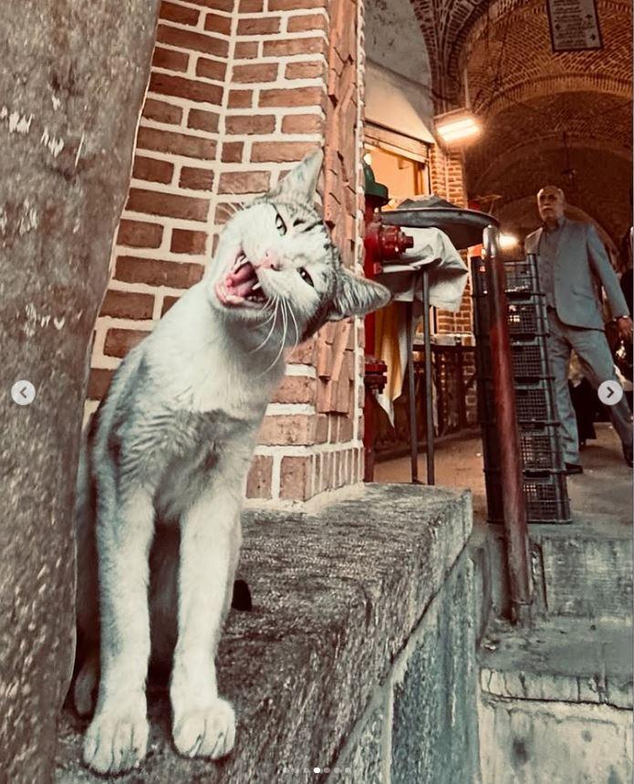 Un fotograf iranian surprinde viața pisicilor fără stăpân din Teheran cu un telefon, iar imaginile emoţionante devin instant virale 1051536