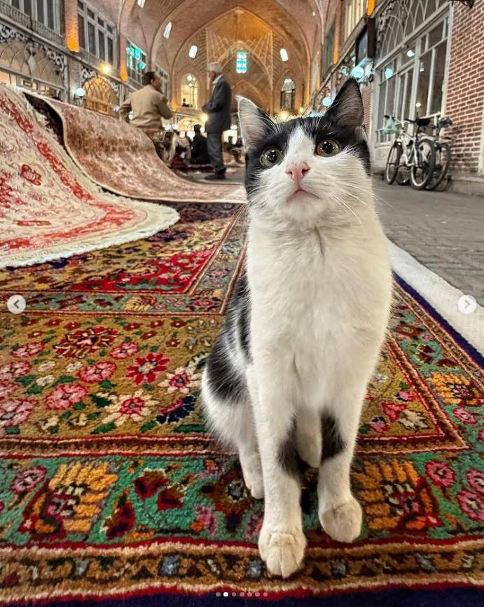 Un fotograf iranian surprinde viața pisicilor fără stăpân din Teheran cu un telefon, iar imaginile emoţionante devin instant virale 1051538