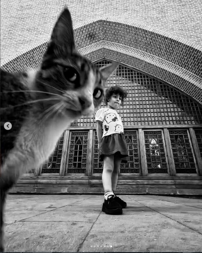 Un fotograf iranian surprinde viața pisicilor fără stăpân din Teheran cu un telefon, iar imaginile emoţionante devin instant virale 1051541