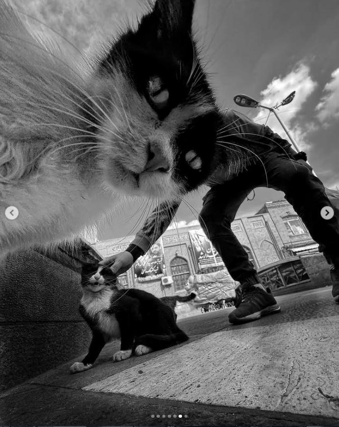 Un fotograf iranian surprinde viața pisicilor fără stăpân din Teheran cu un telefon, iar imaginile emoţionante devin instant virale 1051542