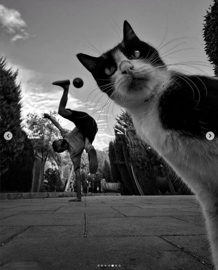 Un fotograf iranian surprinde viața pisicilor fără stăpân din Teheran cu un telefon, iar imaginile emoţionante devin instant virale 1051543