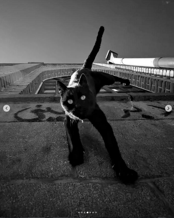 Un fotograf iranian surprinde viața pisicilor fără stăpân din Teheran cu un telefon, iar imaginile emoţionante devin instant virale 1051544