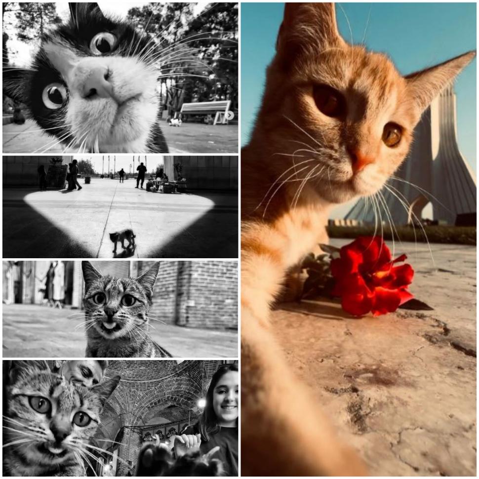 Un fotograf iranian surprinde viața pisicilor fără stăpân din Teheran cu un telefon, iar imaginile emoţionante devin instant virale 1051614